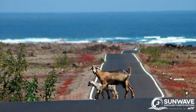 Surfreisen Wellenreisen Surfen Urlaub Fuerteventura